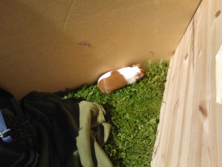 Ensimmäisen kerran ulkona.