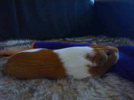 Sohvalla nukkumassa.