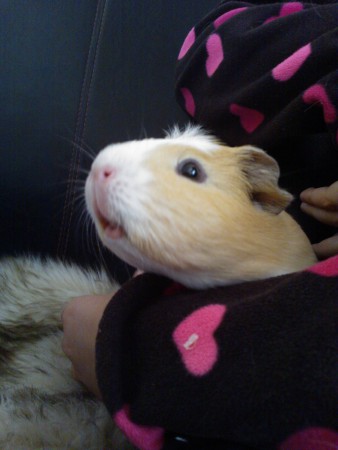 Hei, kuka puhui heinistä?