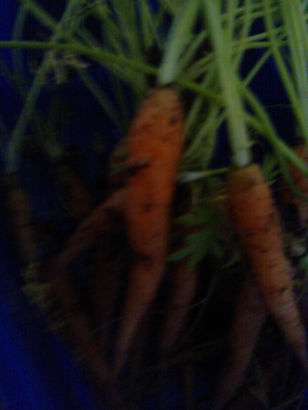 Porkkanoita syksyllä.