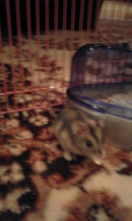 Vipellystä lattialla.